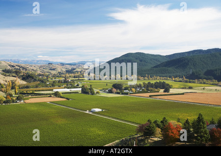 Vineyard Eskdale near Napier Hawkes Bay North Island New Zealand Stock Photo