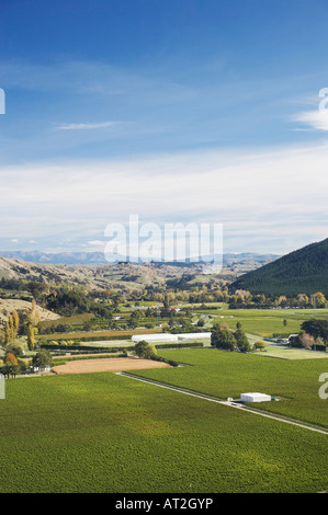 Vineyard Eskdale near Napier Hawkes Bay North Island New Zealand Stock Photo