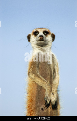 One 1 alert meerkat Suricata suricatta  looking for predators Stock Photo