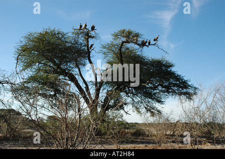 Tree full of vultures in midday heat near Meno a Kweno in Botswana southern Africa Stock Photo