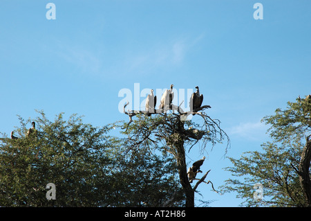 Tree full of vultures and one fish eagle in midday heat near Meno a Kweno in Botswana southern Africa Stock Photo