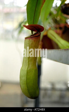 Nepenthes khasiana is an endangered tropical pitcher plant of the genus ...