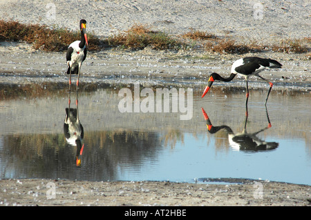 Saddle billed Stork Ephippiorhynchus senegalensis in early morning in water in Okavango Delta Botswana southern Africa Stock Photo