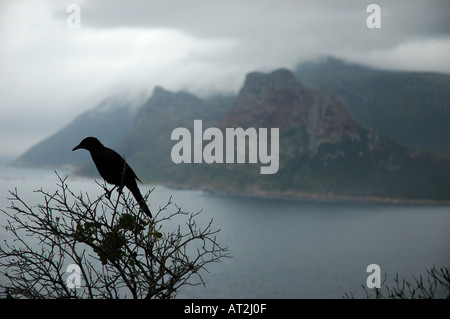 Starling on tree in mist on Chapmans Peak Drive in western Cape South Africa Stock Photo