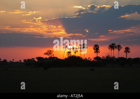 Palm trees at sunset at Tubu tree safari camp in Okavango Delta Botswana southern Africa Stock Photo