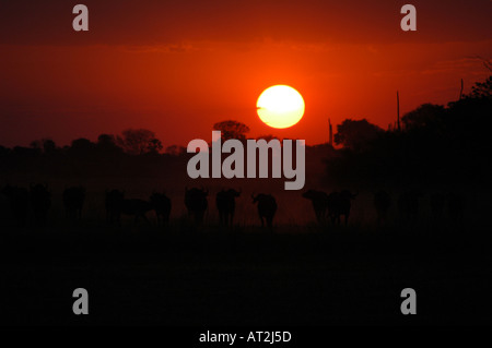 Buffalo stampede in dust at sunset at Tubu tree safari camp in Okavango Delta Botswana southern Africa Stock Photo