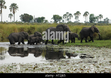 Family of African elephant loxodonta africana crossing river at Tubu tree safari camp in Okavango Delta Botswana