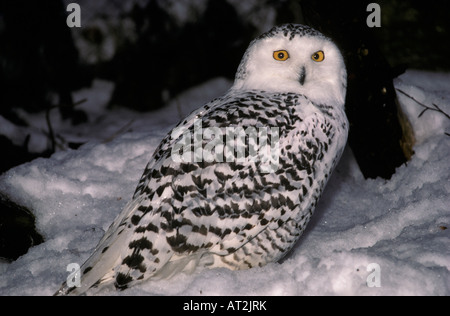 Snowy Owl Nyctea scandia sitting on the snow harfang des neiges Arctic Arctic Owl Arktis Aves Bubo scandiacus Chouette harfang E Stock Photo