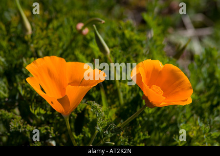 California poppy in Montana De Oro State Park Stock Photo