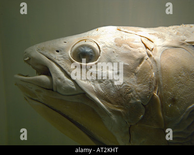 A close up of the Coelacanth (Latimeria chalumnae) on exhibit at the Natural History Museum, London, England Stock Photo