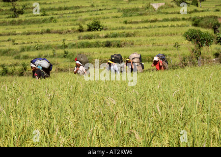 Porters carrying tourists' backpacks through the rice terraces while hiking in the Annapurna mountain range, The Himalaya, Nepal Stock Photo