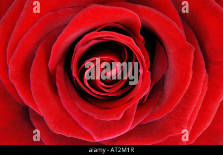Red Rose close-up Stock Photo