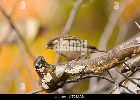 House sparrow looking curious Stock Photo