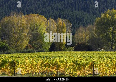 Vineyard Eskdale near Napier Hawkes Bay North Island New Zealand Stock Photo