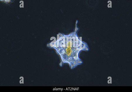 Amoeba Rhizopoda Protozoans Optic microscopy Stock Photo