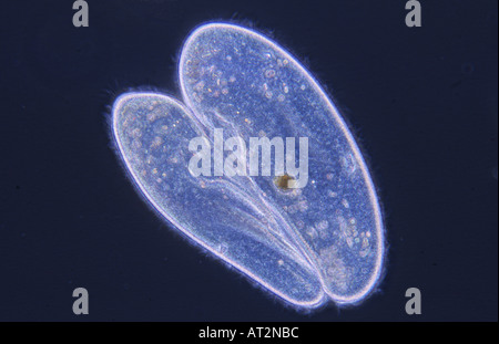 Conjugation Cell division Ciliata Protozoan Optic microscopy