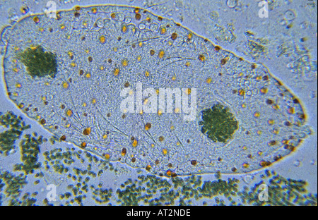Amoeba Pelomyxa sp Rhizopoda Protozoans Optic microscopy Stock Photo
