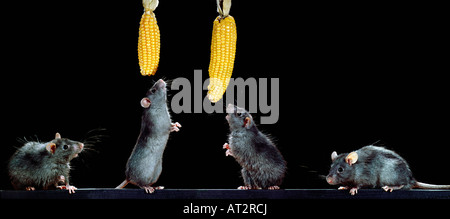 rat noir,Black Rat / (Rattus rattus),feeding with corn  animals, cosmopolit, Europa, Kosmopolit, Kulturfolger, Mammalia, mamm Stock Photo