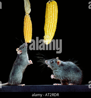 rat noir,Black Rat / (Rattus rattus),feeding with corn  animals, cosmopolit, Europa, Kosmopolit, Kulturfolger, Mammalia, mamm Stock Photo