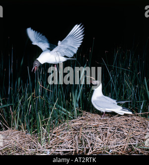 mouette rieuse Lachmoewe Black Headed Gull Larus ridibundus pair on nest animals Aves birds Charadriiformes Europa Europe gulls Stock Photo