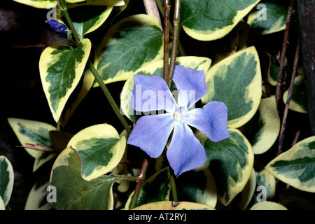 Greater Periwinkle /Blue Buttons- Vinca major -Family  Apocynaceae Stock Photo