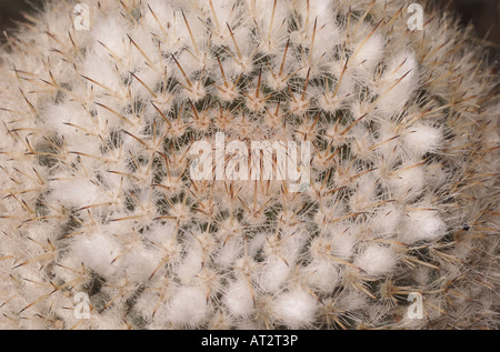 Mammillaria standleyi, a cactus native to Northwest Mexico, uses white hairy fibers to shade itself from too much sun. Stock Photo