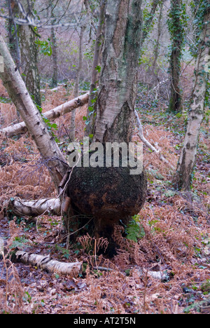 A large gall on the bole trunk of a silver birch possibly Agrobacterium tumefaciens Crown Gall disease Stock Photo