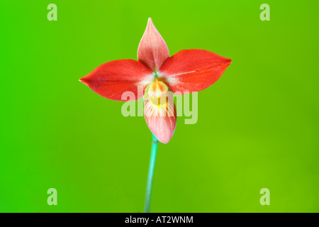 Phragmipedium besseae is a rare slipper orchid species from the east side of Andes Mountains in South America Stock Photo