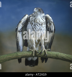 African Hawk Eagle Hieraaetus spilogaster Close up Stock Photo