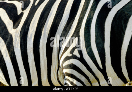 ZEBRA STRIPES PATTERN Stock Photo