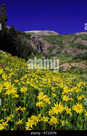 Waterfall and wildflowers in alpine meadow Heartleaf Arnica Arnica cordifolia Ouray San Juan Mountains Rocky Mountains Colorado Stock Photo