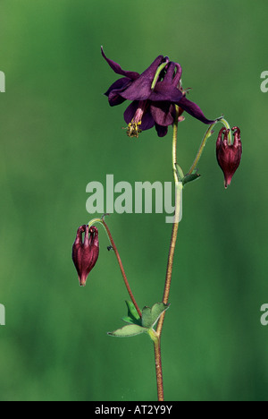 European Columbine Aquilegia vulgaris blooming Oberaegeri Switzerland May 1995 Stock Photo