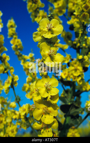 Hoary Mullein Verbascum pulverulentum blossom Camargue France May 1993 Stock Photo