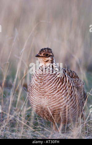 Lesser Prairie-Chicken Tympanuchus pallidicinctus female Canadian Panhandle Texas USA February 2006 Stock Photo