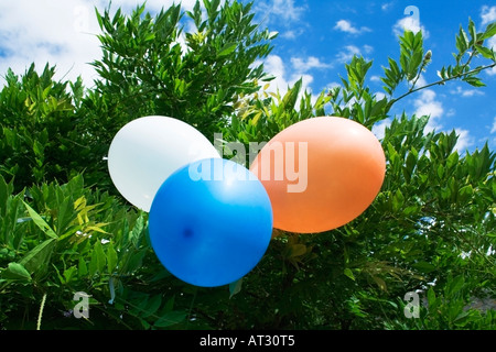 three party balloons tied to tree Stock Photo