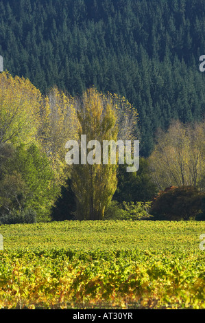 Vineyard Eskdale near Napier Hawkes Bay North Island New Zealand Stock Photo