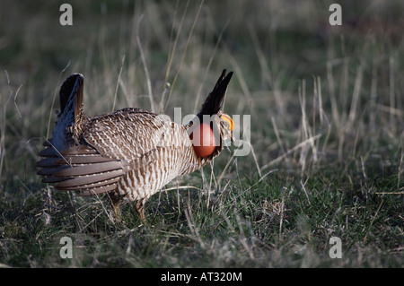 Lesser Prairie-Chicken Tympanuchus pallidicinctus male displaying vocal sac inflated Canadian Panhandle Texas USA February 2006 Stock Photo