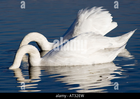 Two mute swans (Cygnus olor) with heads under water Stock Photo