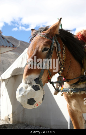 Horse eating from football 'bag' at Everest Base Camp, Mt Qomolangma, The Himalayas, Tibet, China Stock Photo