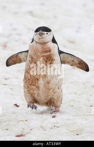 Chinstrap Penguin in Antarctica Stock Photo
