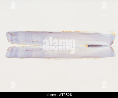 The shell of a razor fish Stock Photo