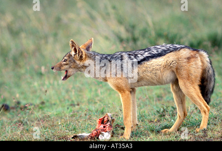 KENYA AFRICA Black backed Jackal Canis mesomelas defending kill of Impala in the Nairobi National Park Kenya Africa Stock Photo
