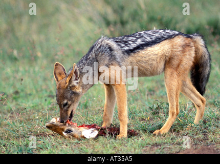 Black backed Jackal Canis mesomelas eating an Impala s head in the Nairobi National Park Kenya Africa Stock Photo