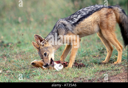 Black backed Jackal Canis mesomelas eating an Impala s head in the Nairobi National Park Kenya Africa Stock Photo