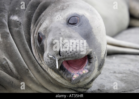 Elephant Seal in Antarctica Stock Photo