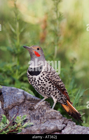 Northern Flicker Colaptes auratus Red shafted form male perched Rocky Mountain National Park Colorado USA June 2007 Stock Photo