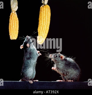 rat noir,Black Rat / (Rattus rattus),feeding with corn  animals, cosmopolit, Europa, Kosmopolit, Kulturfolger, Mammalia, mamm Stock Photo