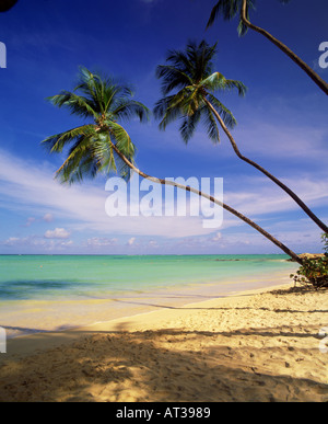 Palm trees hang gracefully over the white sand beach on a beautiful day with blue sky and white clouds the beach at Pigeon Point Stock Photo