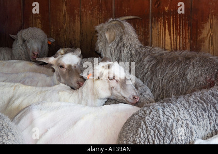 Domestic Sheep Sheep shearing sheared and unsheared sheep Hill Country Texas USA April 2007 Stock Photo