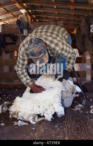 Domestic Sheep shearing Sheep Hill Country Texas USA April 2007 Stock Photo